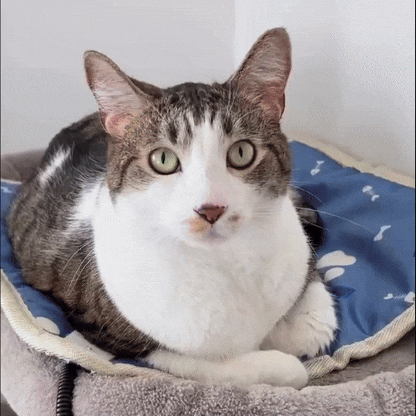 Wärmedecke für Hunde und Katzen